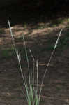 Silver beardgrass